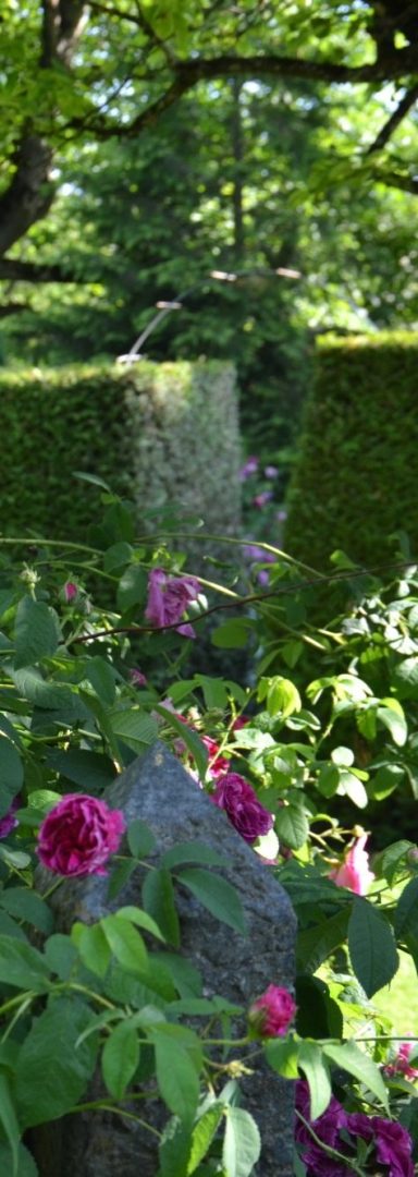 Rose im Park Rose im Park